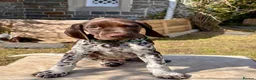 German Shorthaired Pointer dogs for sale: Healthy,Happy KC Registered GSP pups.  - Advert 24