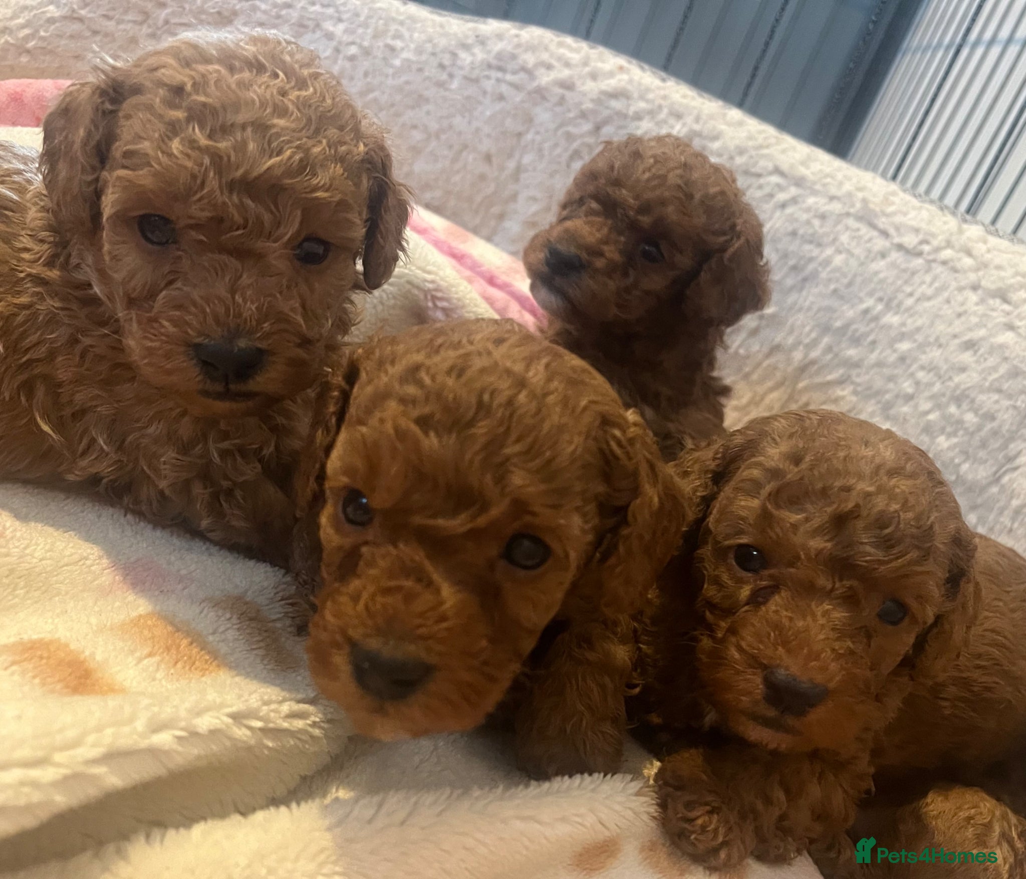 Toy Poodle dogs Toy poodle puppies  - Advert 12