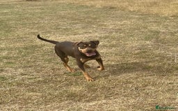 Mixed Breed dogs for sale: 🐾 Loving Dog Looking For His Forever Home 🐾 - Image 6
