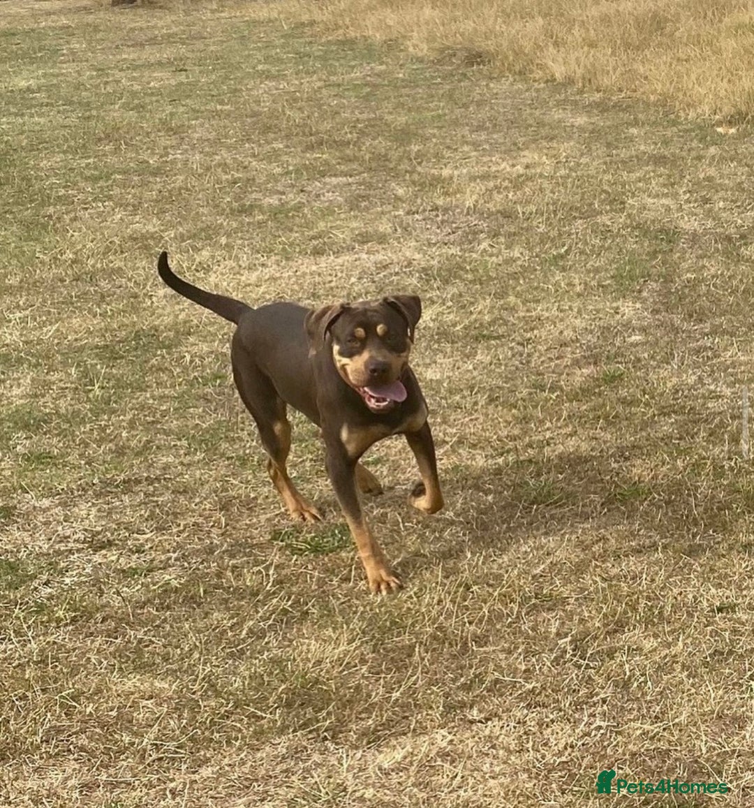 Mixed Breed dogs for sale: 🐾 Loving Dog Looking For His Forever Home 🐾 - Image 6