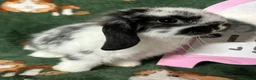 Mini Lop rabbits for sale: Beautiful Baby Mini Lops Ready now  - Advert 8