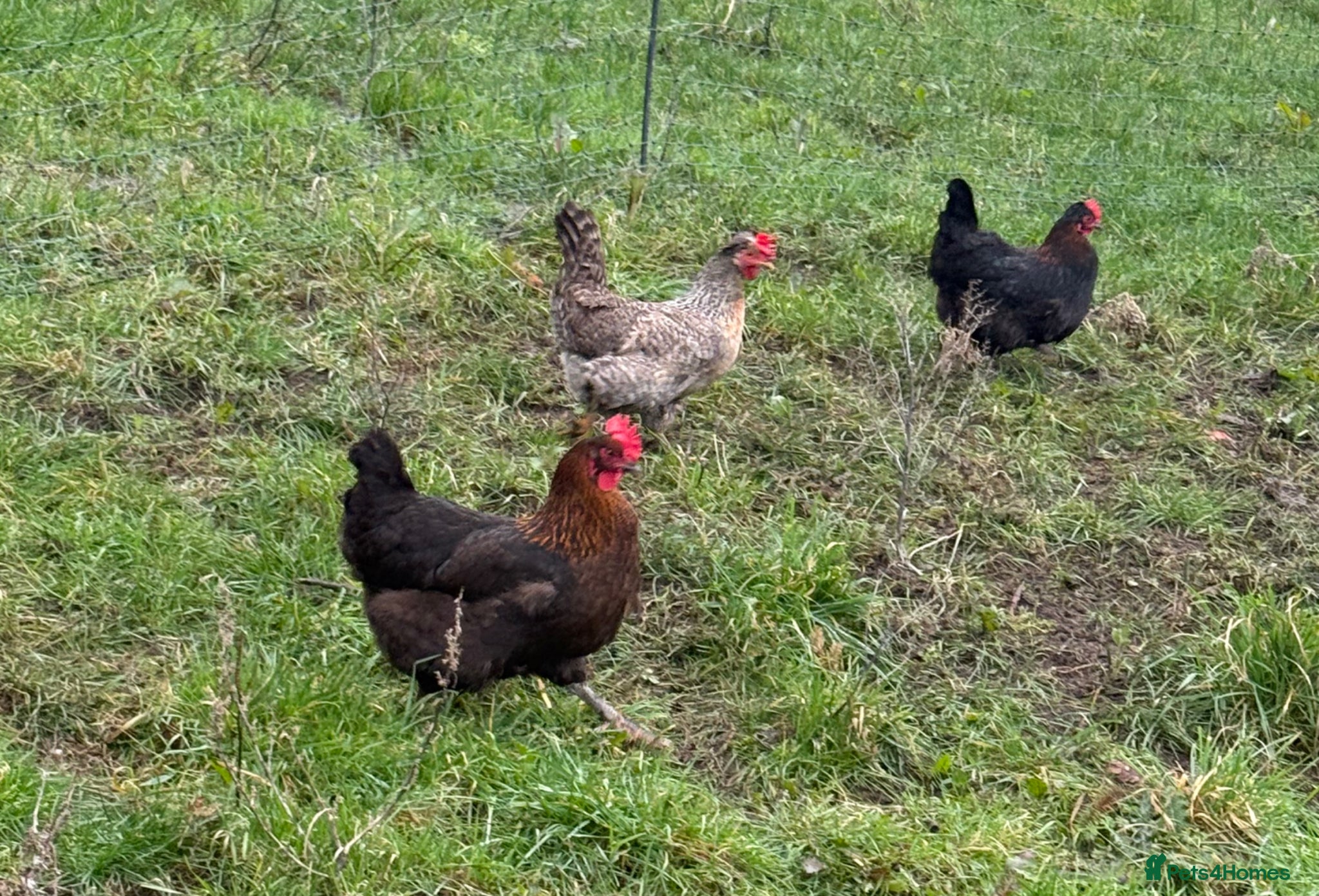 Chickens poultry Laying hens  - Advert 1