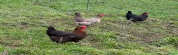 Chickens poultry for sale: Laying hens  - Advert 1