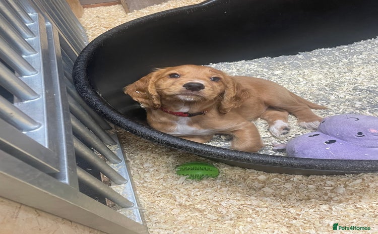 Cocker Spaniel dogs - Advert 10