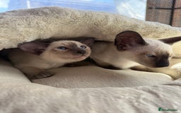 Siamese cats for sale: Siamese kittens - girls  - Image 30