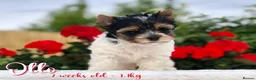 Yorkshire Terrier dogs for sale: One boy left Biewer Terriers! - Advert 8