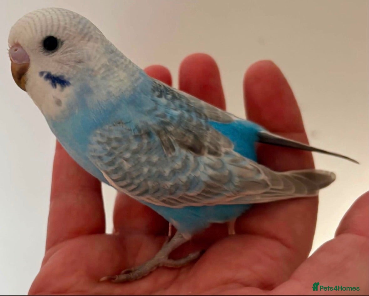 Budgerigars birds Beautiful baby budgies - Advert 2