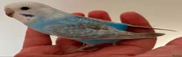 Budgerigars birds for sale: Beautiful baby budgies - Advert 1