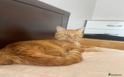 Abyssinian cats for sale: Beatiful cat - Image 3