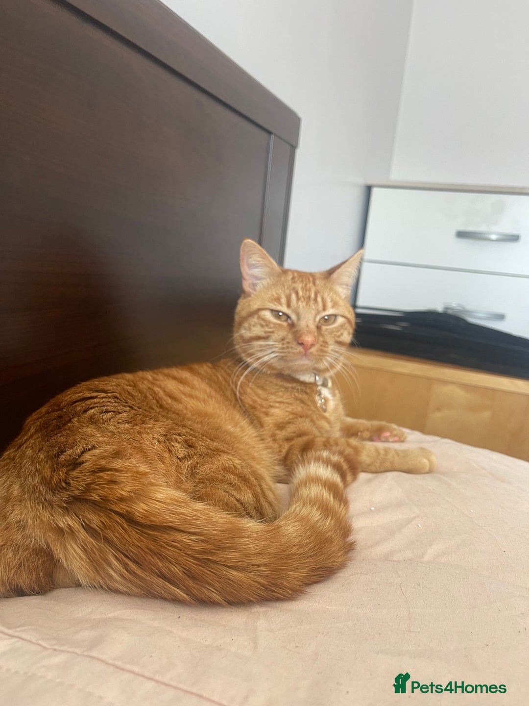 Abyssinian cats for sale: Beatiful cat - Image 3