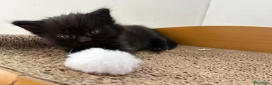 Small black girl