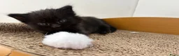 Mixed Breed cats for sale: Beautiful playful kittens £100 - £250 - Advert 5