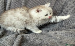 British Longhair cats for sale: Stunning fluffy Maine coon x british longhair  - Image 21