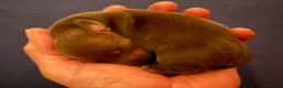 Miniature Dachshund dogs for sale: KC Reg Miniature Dachshund Puppies For Sale in Hove - Advert 1