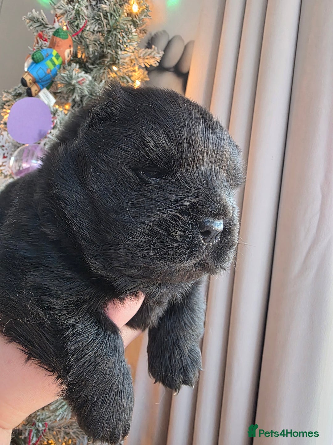 Chow Chow dogs for sale: Stunning KC Black Chow Chow Puppy - Advert 3