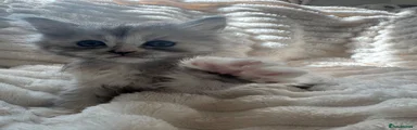 Persian 2