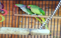 Parrots birds for sale: Alexanderine proven pair beautiful large  - Image 1