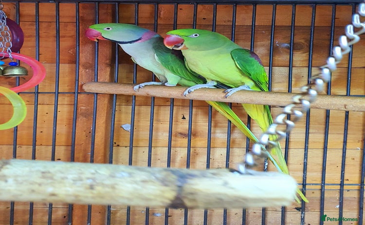 Parrots birds - Advert 15