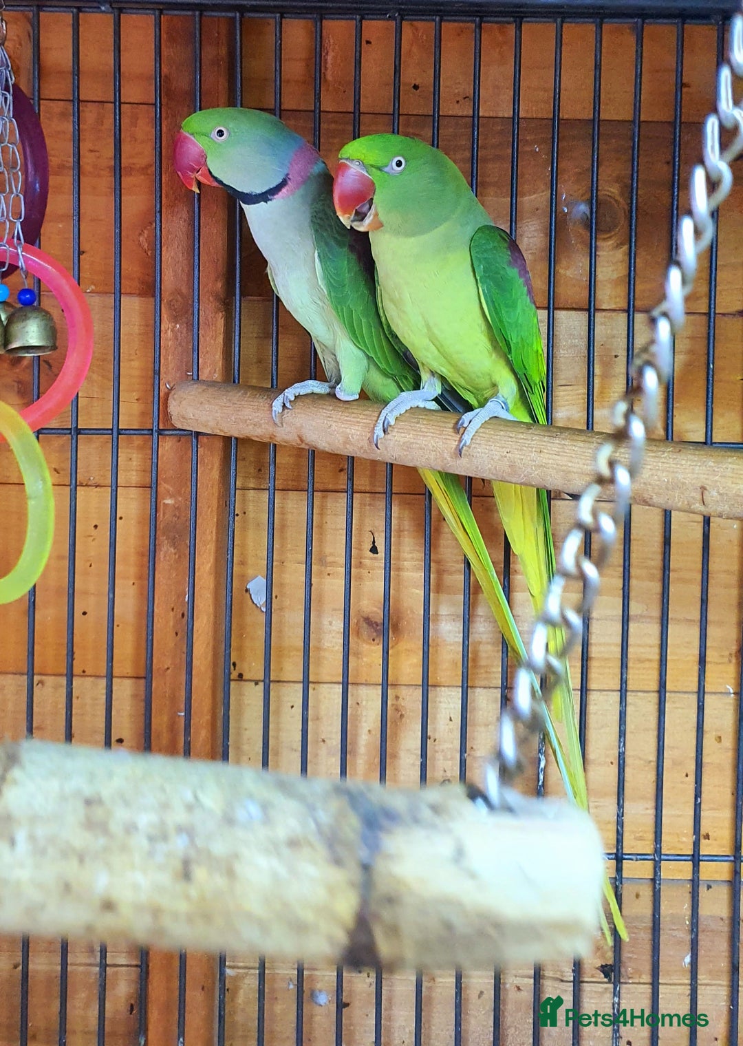 Parrots birds for sale: Alexanderine proven pair beautiful large  - Image 1