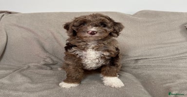 Goldendoodle dogs - Advert 9