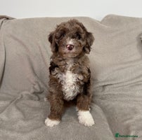 Goldendoodle dogs - Advert 9