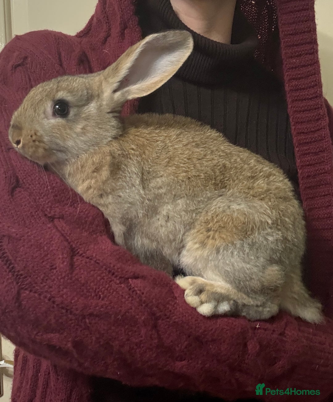Silver Fox rabbits for sale: Silver fox X Kits Ready to leave soon.  - Image 5