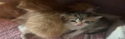 Turkish Van cats for sale: Beautiful little kittens  - Advert 6