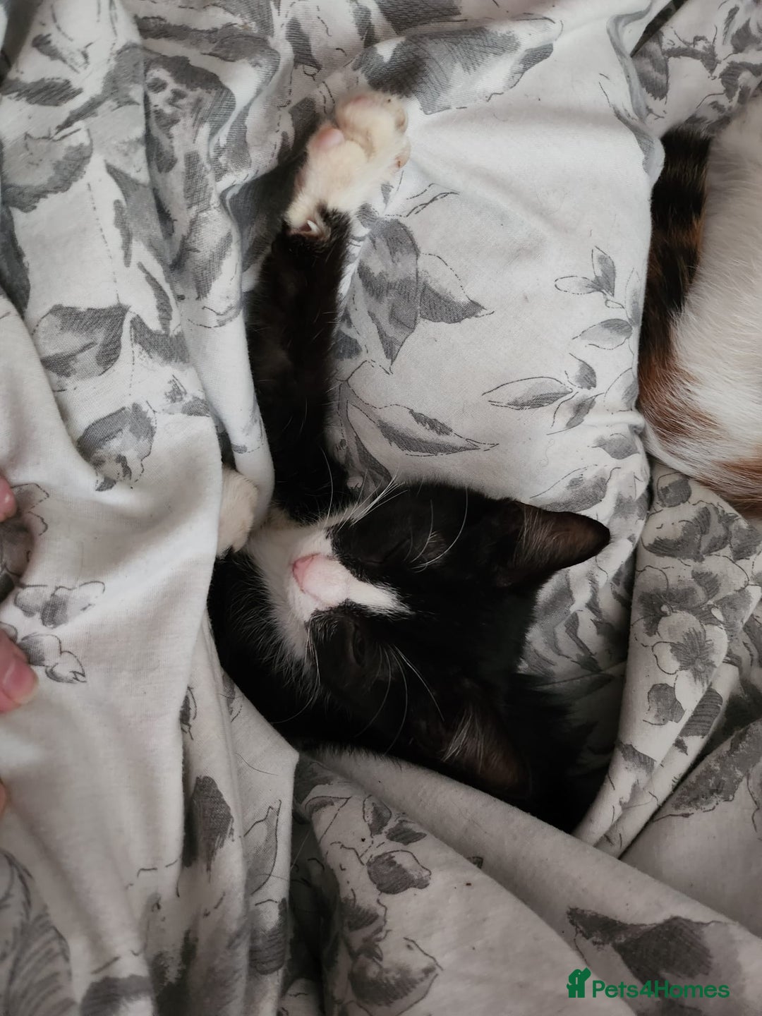 Mixed Breed cats for sale: Last little man looking for his forever home - Image 5