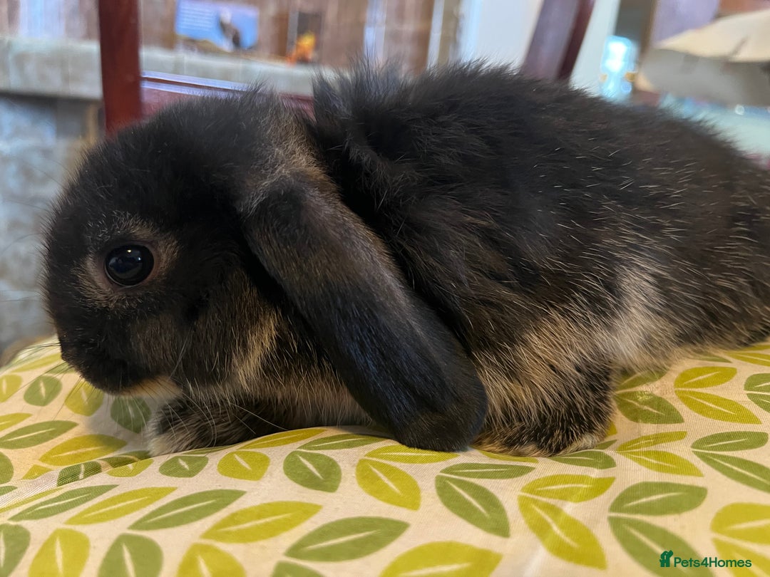 Mini Lop rabbits for sale: Two Mini Lop with Plush Baby Boys - Image 14