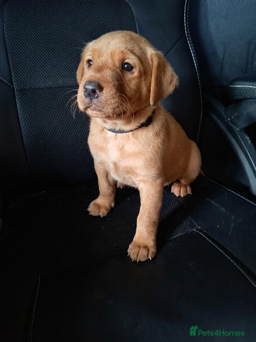 Labrador Retriever dogs  KC registered FTW Sired Labrador puppies  - Advert 2