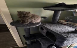 Persian cats for sale: Persian Cat for Sale 🐾 - Image 1