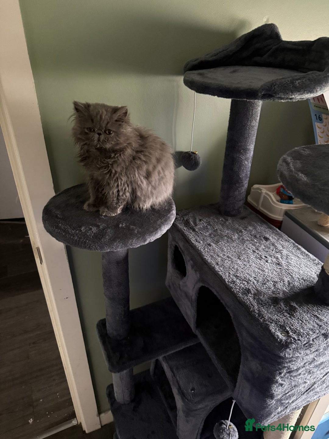 Persian cats for sale: Persian Cat for Sale 🐾 - Image 1