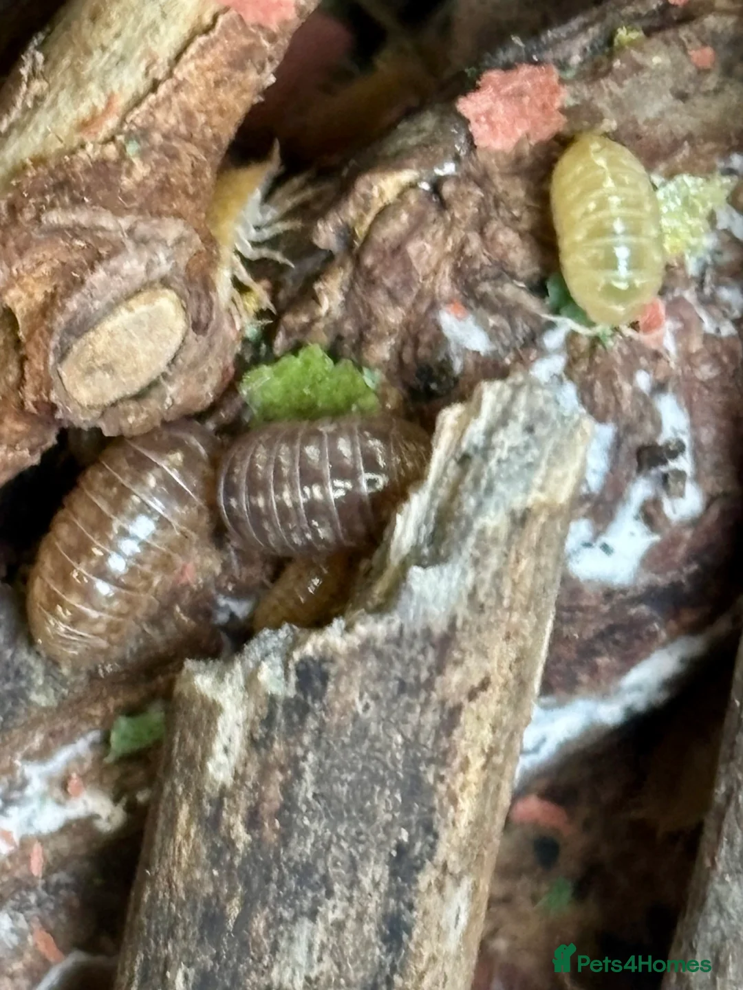 Isopods invertebrates for sale: Mixed types Isopods Orange Springtails  - Advert 11