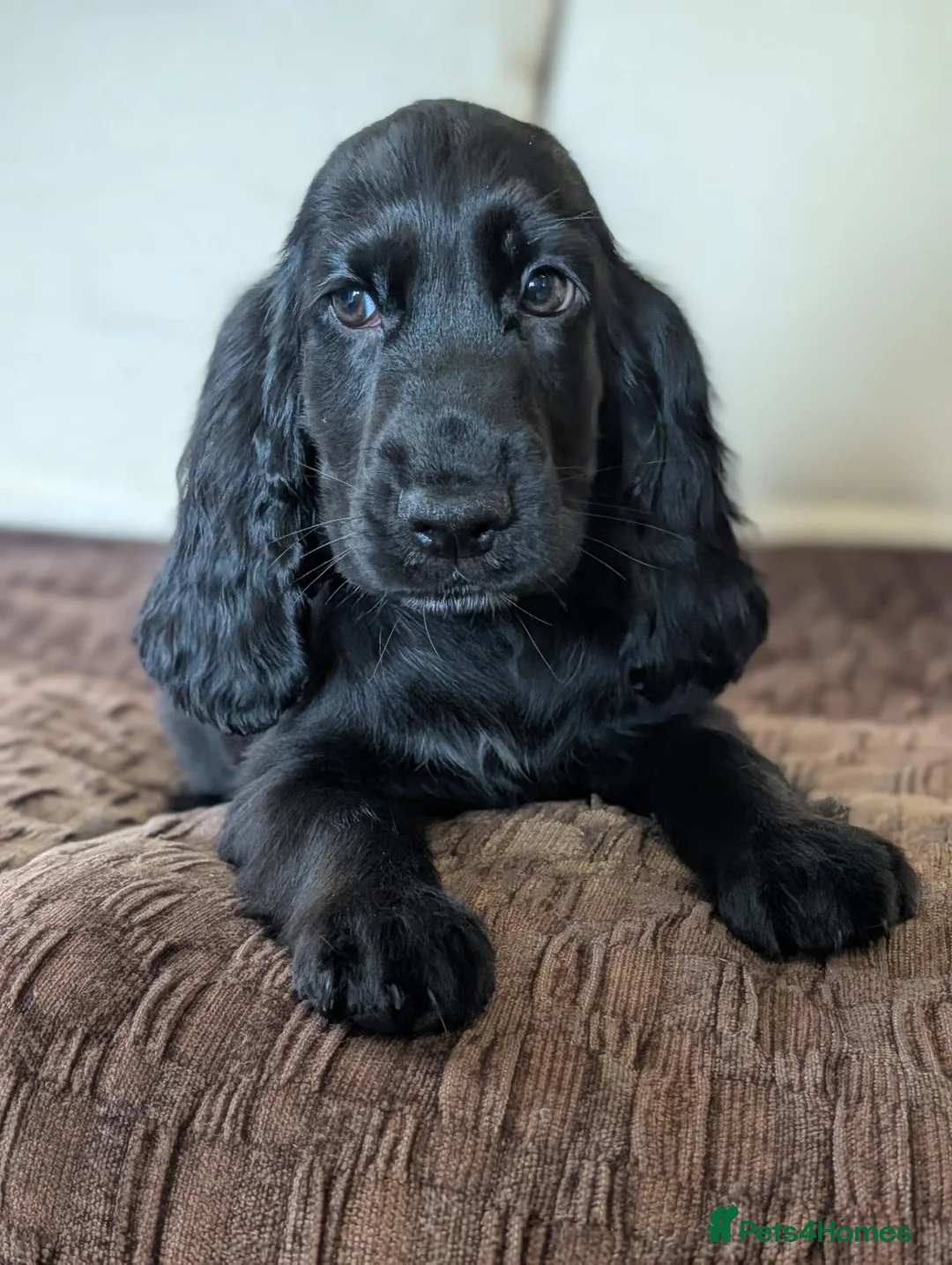 Cocker Spaniel dogs for sale: Health Tested KC Reg Showline Cocker Spaniel Pups - Advert 1