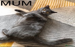 British Shorthair cats for sale: British shorthair kittens  - Image 8