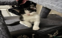 Mixed Breed cats for sale: Adorable Kittens  - Image 4