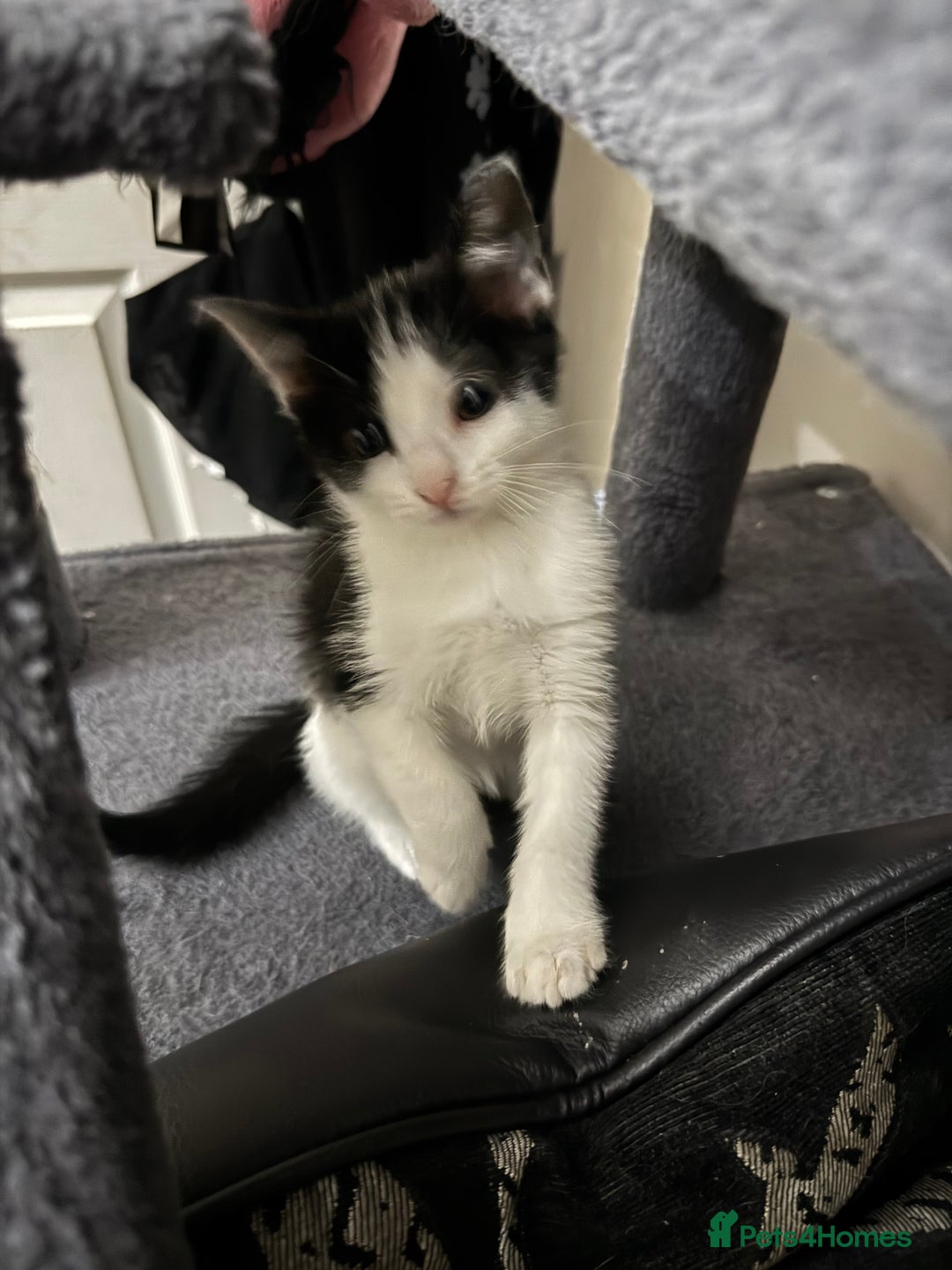 Mixed Breed cats for sale: Adorable Kittens  - Image 4