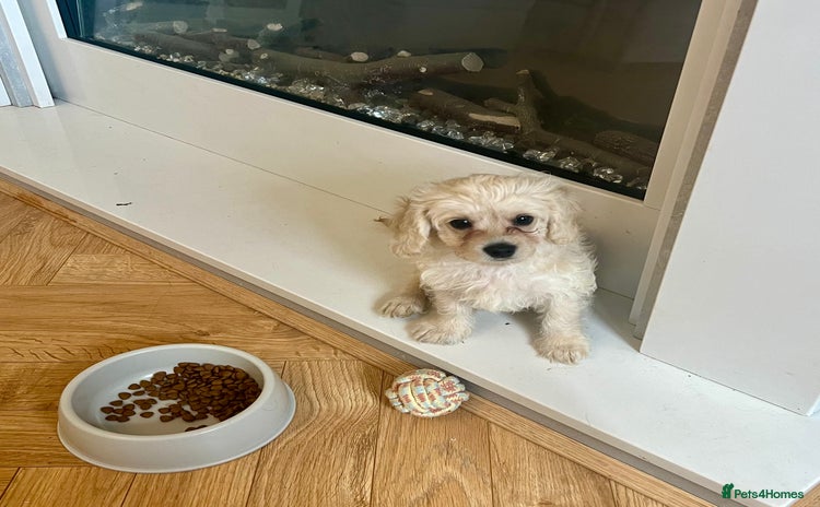 Mixed Breed dogs - Advert 15