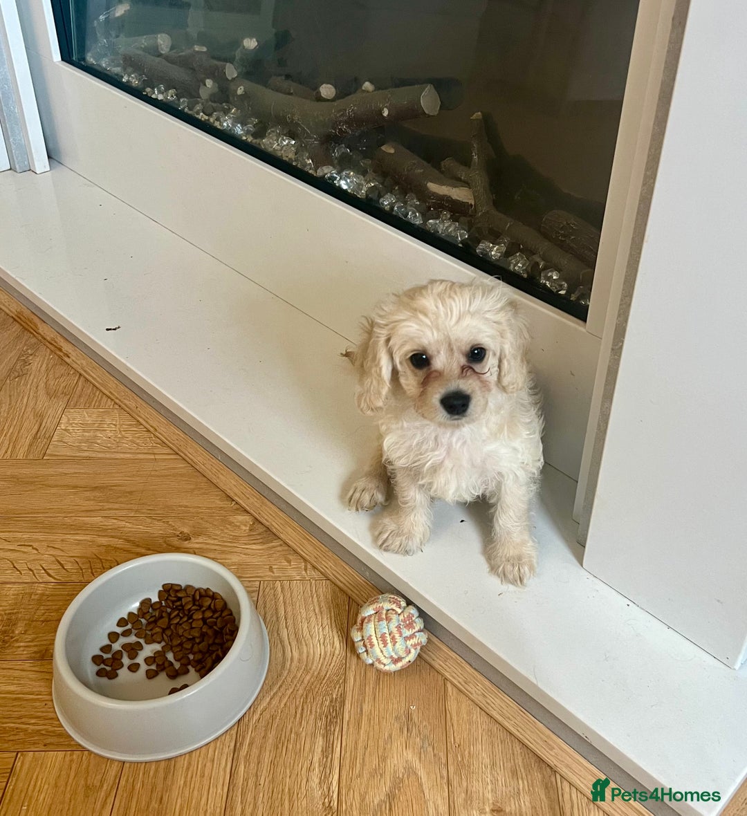 Mixed Breed dogs for sale: Last 2 puppies!  🩷 Maltipoo x Cockapoo puppies - Image 1