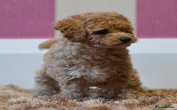Miniature Poodle dogs for sale: Miniature Poodle Puppies from DNA tested Parents - Image 11