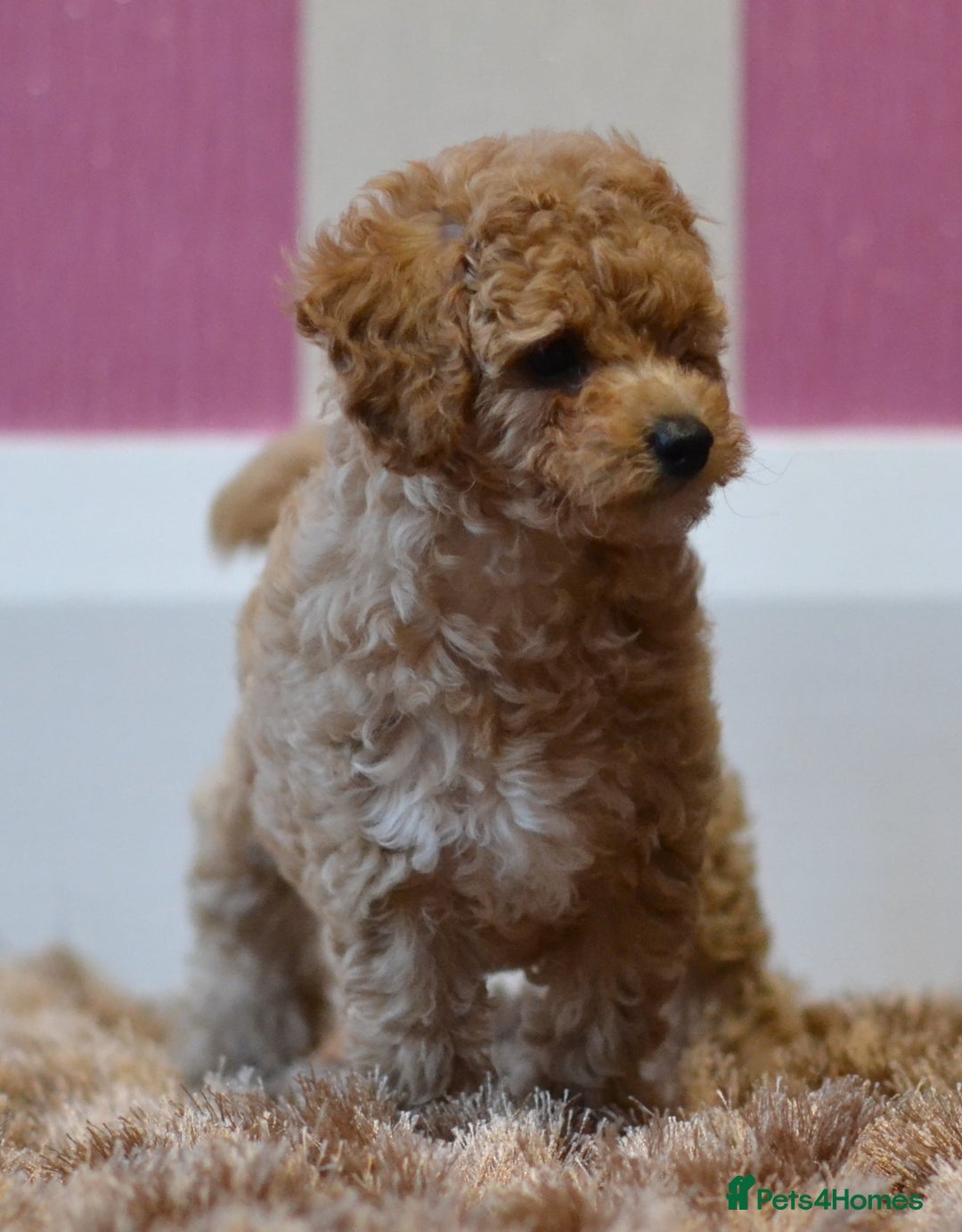 Miniature Poodle dogs for sale: Miniature Poodle Puppies from DNA tested Parents - Image 11