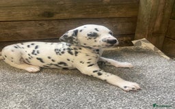 Dalmatian dogs for sale: KC Dalmatian Puppies  - Image 7
