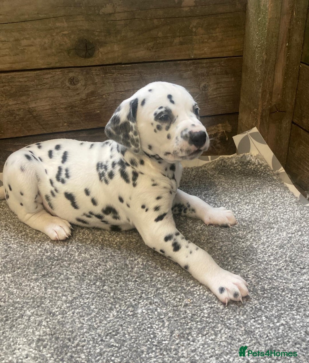 Dalmatian dogs for sale: KC Dalmatian Puppies  - Image 7