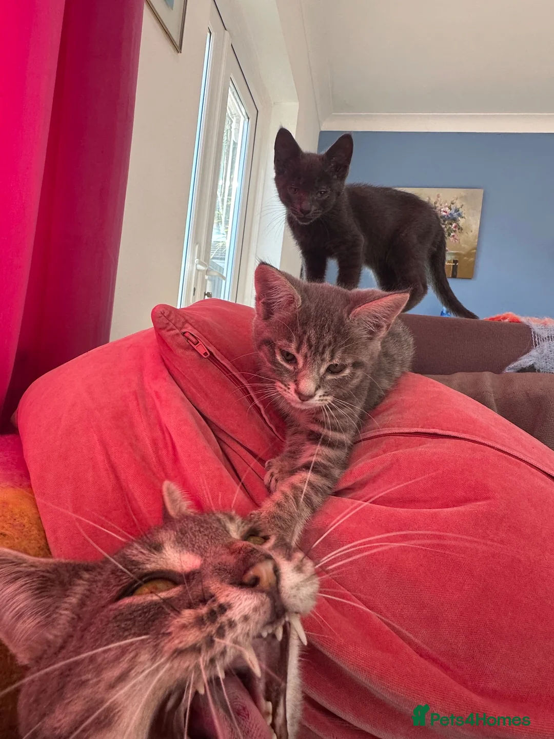 Mixed Breed cats for sale: Silver/grey tabby female - Advert 2