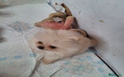 Pomeranian dogs for sale: 2 WELL BRED TEACUP POMERANIANS GIRLS - Image 1