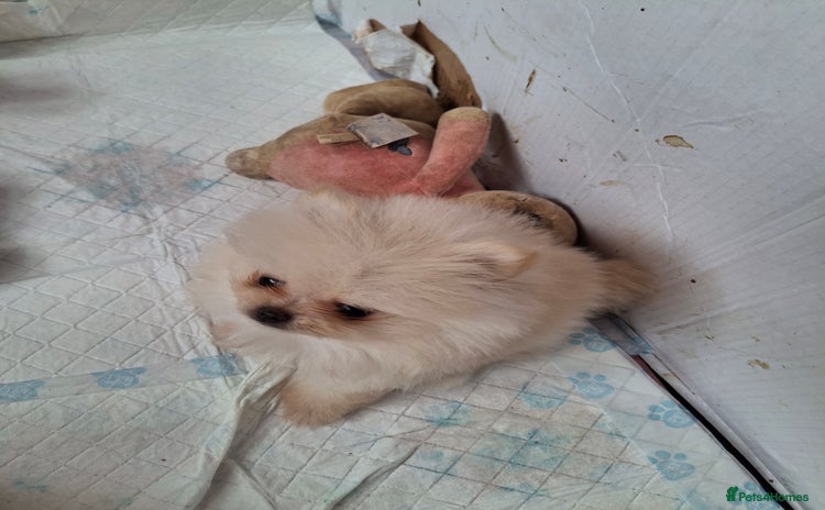 Pomeranian dogs - Advert 11