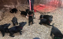 Mixed Breed dogs for sale: Collie/shepherd mix pups  - Image 8