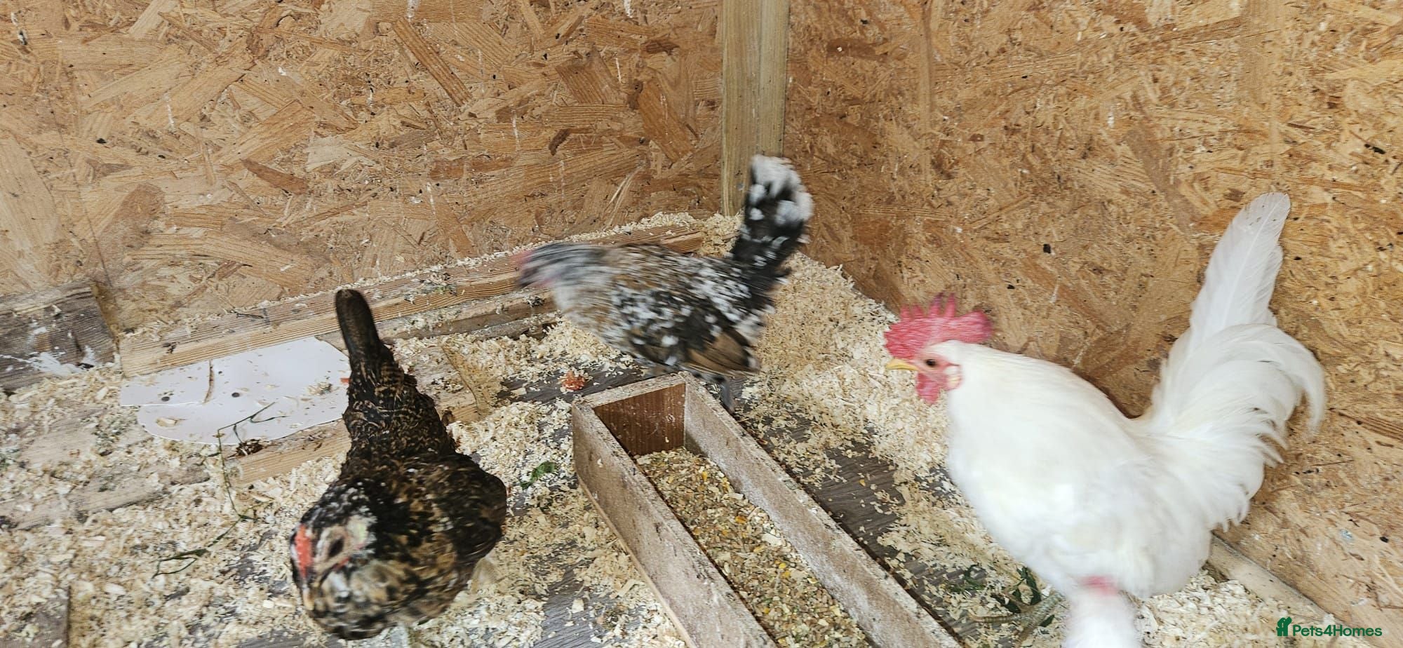 Chickens poultry 🐓 Serama Bantam Chickens 🐓  - Advert 1