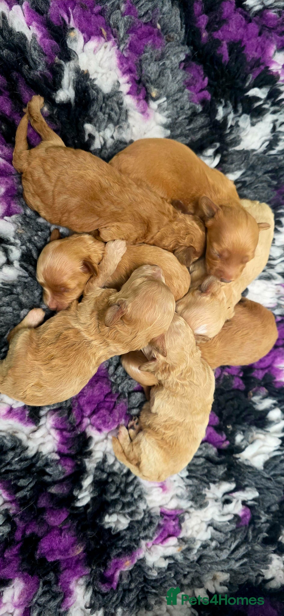 Cavapoochon dogs for sale: Exquisite Health Tested Cavapoochon Puppies  - Advert 6