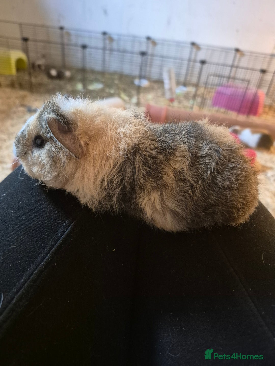 Guinea Pig rodents for sale: Piggies ready to go! - Image 1
